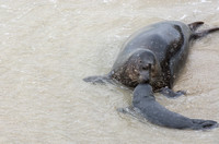 Harbor seal - Phoca vitulina