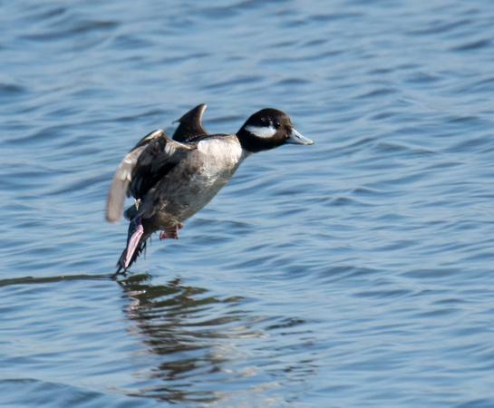 Bufflehead - Bucephala albeola
