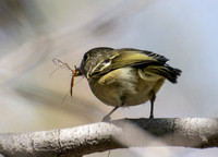 Hutton's Vireo - Vireo huttoni eating a Crane fly