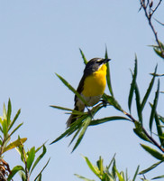 Yellow-breasted Chat - Icteria virens