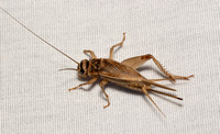 European House Cricket - Acheta domesticus