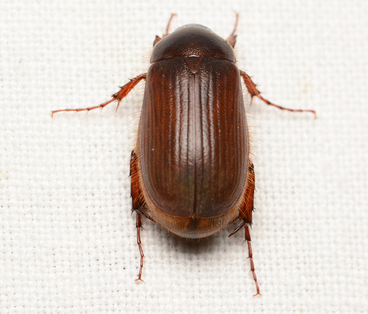 Small june beetle - Serica sp.