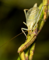 Four-spotted tree cricket - Oecanthus quadripunctatus