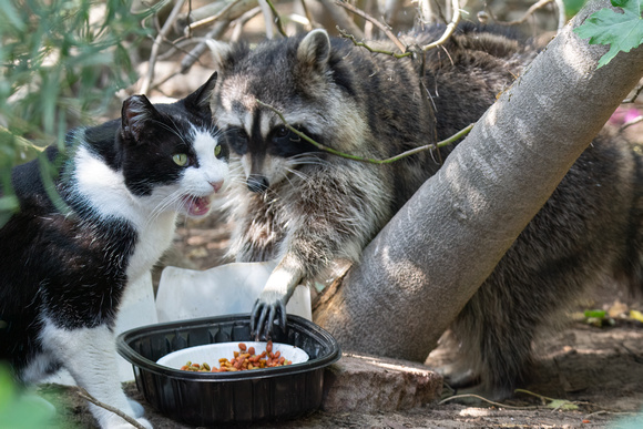 Raccoon - Procyon lotor and friend