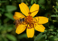 Whitebanded crab spider - Misumena formosipes