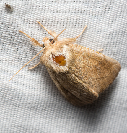 Elder Moth- Zotheca tranquilla
