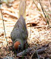 Green-tailed Towhee - Pipilo chlorurus