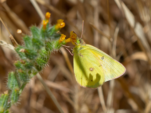 Orange sulphur - Colias eurytheme