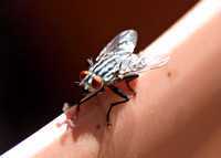 Flesh fly - Sarcophaga sp.