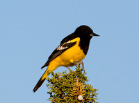 Scott's Oriole - Icterus parisorum