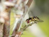 Flower fly - Allograpta obliqua