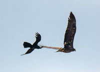 Bald Eagle - Haliaeetus leucocephalus, Common Raven - Corvus corax