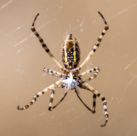 Banded argiope - Argiope trifasciata