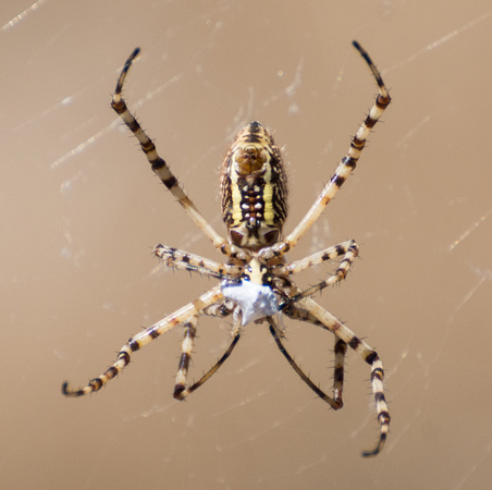 Banded argiope - Argiope trifasciata