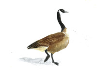 Canada Goose - Branta canadensis