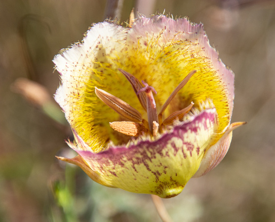 Intermediate Weed's Mariposa Lily - Calochortus weedii var. intermedius