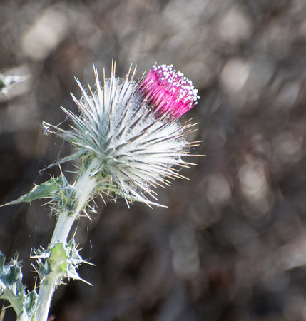 Cobwebby Thistle - Cirsium occidentale