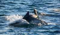 Common dolphin - Delphinus delphis