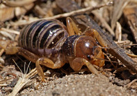 Jerusalem cricket - Ammopelmatus sp.