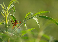 Western spotted orb weaver - Neoscona oaxacensis