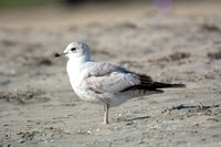 Short-billed Gull - Larus brachyrhynchus