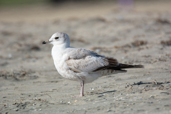 Short-billed Gull - Larus brachyrhynchus
