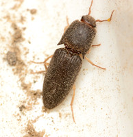 Family Elateridae - Click Beetles