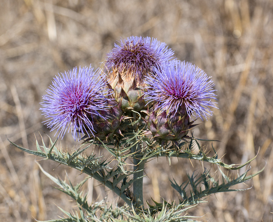 Artichoke Thistle - Cynara cardunculus