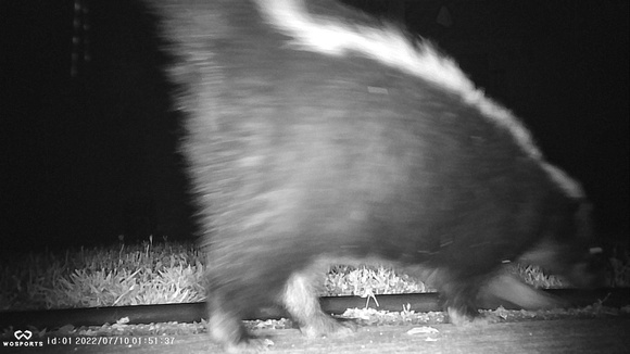 Striped skunk -  Mephitis mephitis