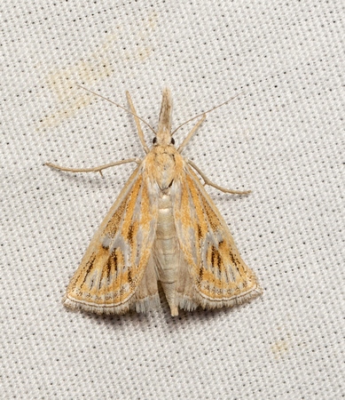 Crambid moth - Hemiplatytes epia
