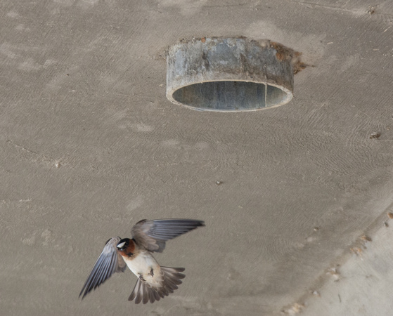 Cliff Swallow - Hirundo pyrrhonota