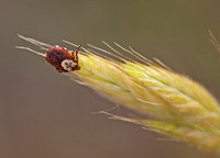 Dog tick - Dermacentor sp.