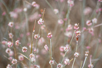 Long-stemmed Buckwheat - Eriogonum elongatum