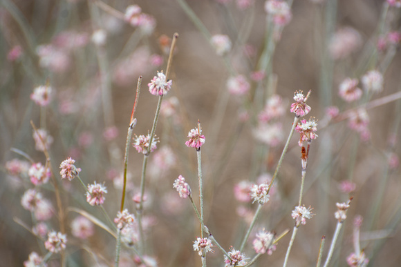 Long-stemmed Buckwheat - Eriogonum elongatum