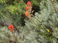 Indian paintbrush -  Castilleja