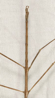 Gray Walkingstick - Pseudosermyle (straminea?)