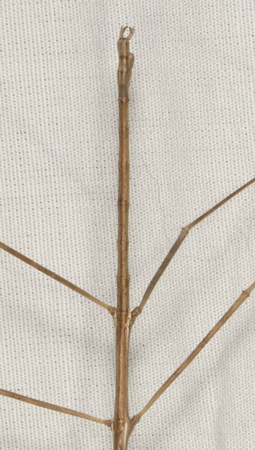 Gray Walkingstick - Pseudosermyle (straminea?)