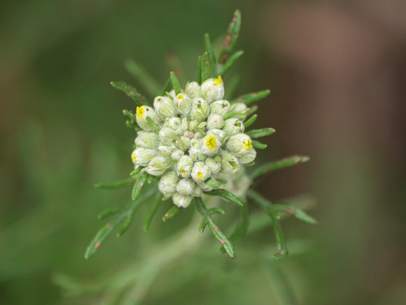 Golden yarrow - Eriophyllum confertiflorum