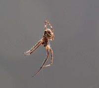 Bridge spider - Larinioides sclopetarius