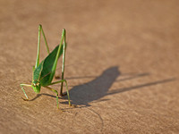 Fork-tailed bush katydid - Scudderia furcata