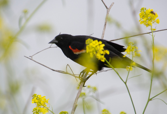 Red-winged Blackbird - Agelaius phoeniceus