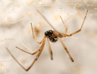 brown widow - latrodectus geometricus